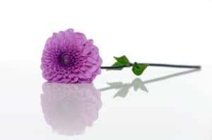 Liegende Blume, deren Blüte in der Farbe Lila ist.