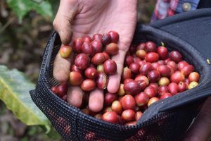 Kaffeekirschen nach der Ernte, von Elefanten verdaut gehört sie zu den exklusivsten Lebensmittel der Welt.