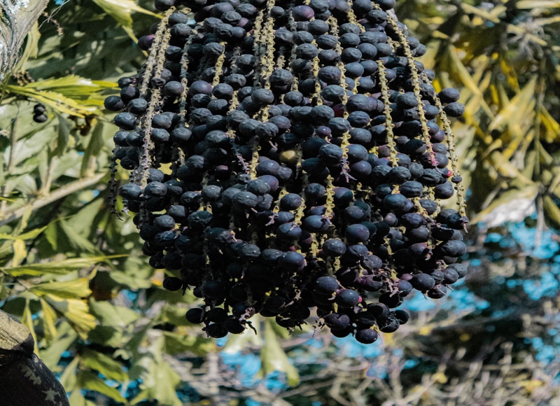 Acai-Beeren am Baum