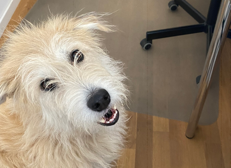 Bürohund: ein Gewinn für alle