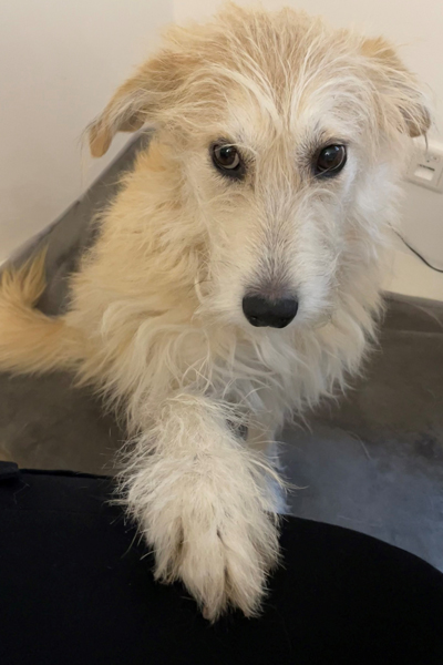 Bürohund: ein Gewinn für alle