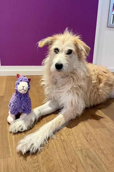 Bürohund: ein Gewinn für alle