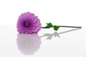 Liegende Blume, deren Blüte in der Farbe Lila ist.