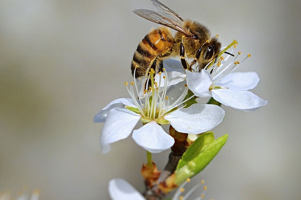 Die Entstehung des Honigs