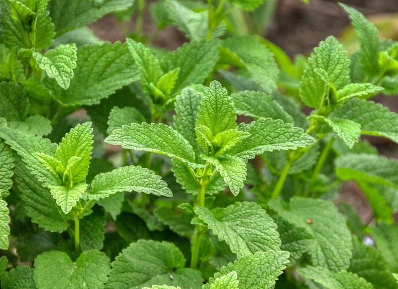 Melisse: Pflanze mit Heilwirkung