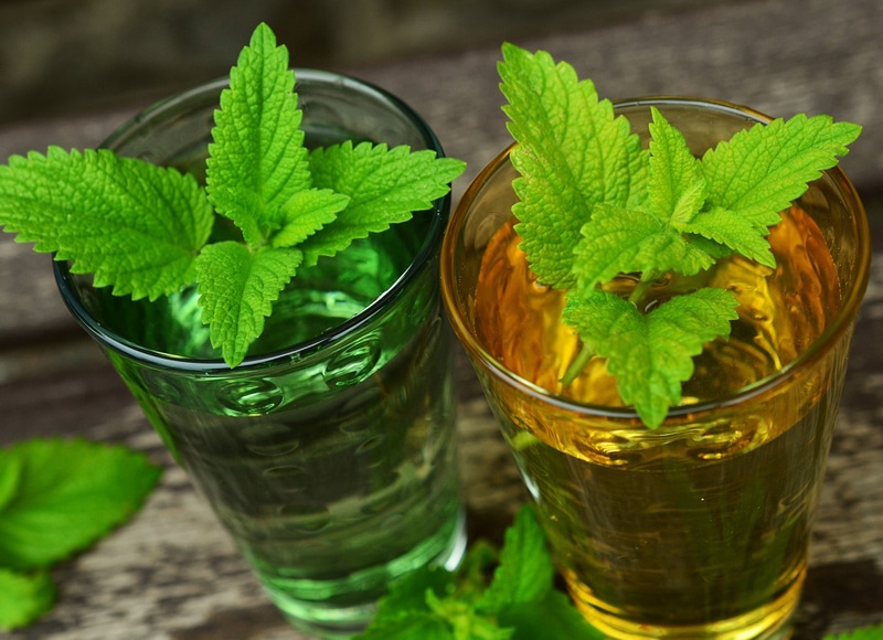 Melisse: Pflanze mit Heilwirkung