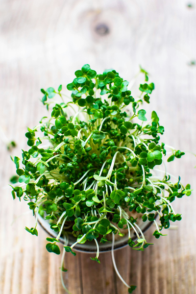 Microgreens und ihre Unterschiede