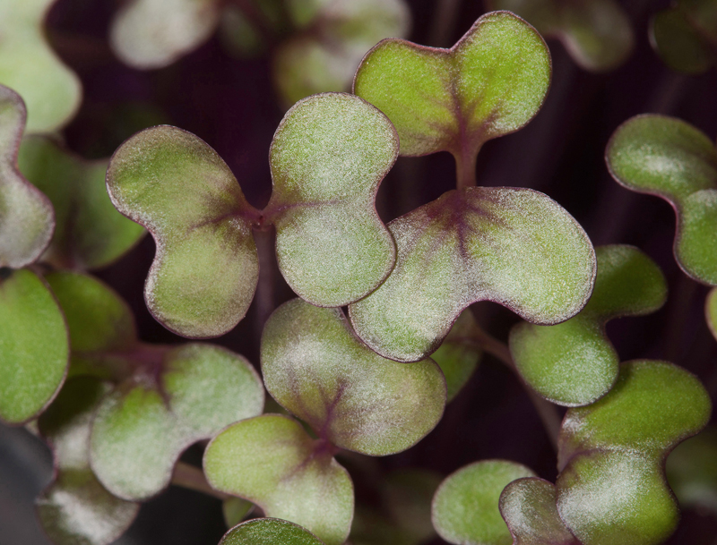 Microgreens sind reich an Micronährstoffen