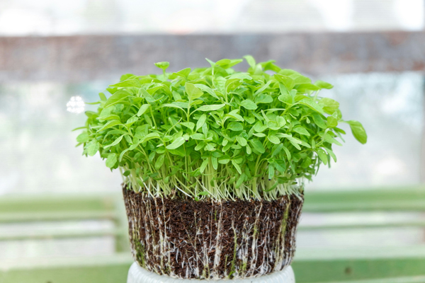 Microgreens anbauen und verwerten