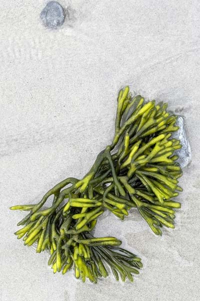 Seetang Sucht. Meeresaroma auf dem Teller