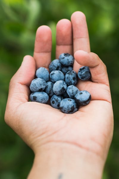 Gesammelte Blaubeeren in einer Hand