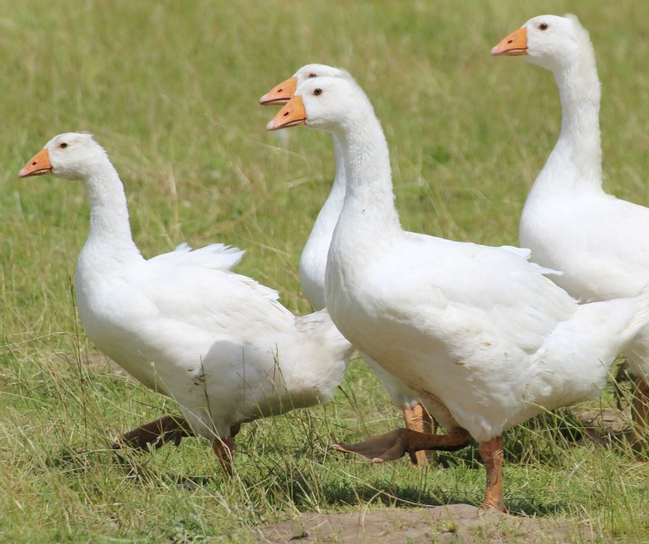Beim Kauf der Weihnachtsgans sollte auf die Herkunft der Gans geachtet werden.